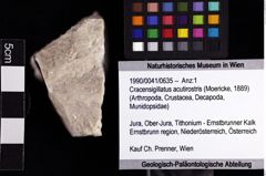 Foto (Objket + Etiketten) von Cracensigillatus acutirostris (Moericke, 1889) 